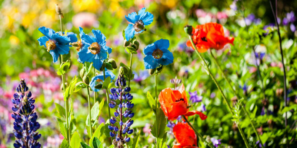 PLANT STAUDER: Spør på hagesenteret etter stauder, de kommer igjen i flere år og blomstrer på ulike tider. Da får du et variert og pent bed i hagen. PLANT STAUDER: Spør på hagesenteret etter stauder, de kommer igjen i flere år og blomstrer på ulike tider. Da får du et variert og pent bed i hagen.