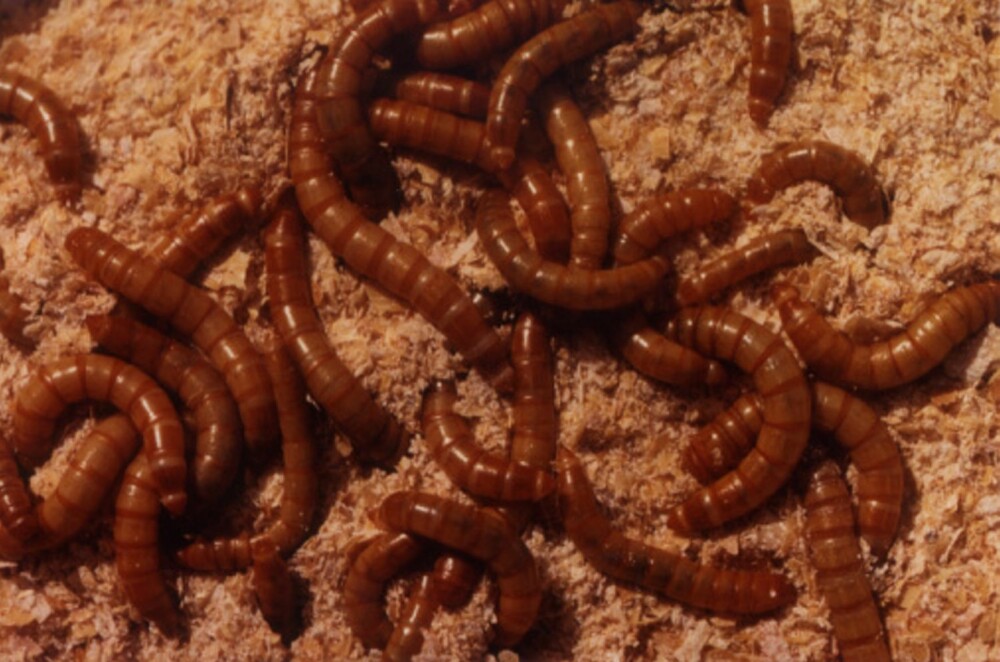 LARVER: Larvene til brunsvart melbille er 10 mm lange som utvokste. Fargen er glinsende gulbrun med mørkere hode, nakkeskjold og bakkroppsspiss. LARVER: Larvene til brunsvart melbille er 10 mm lange som utvokste. Fargen er glinsende gulbrun med mørkere hode, nakkeskjold og bakkroppsspiss.