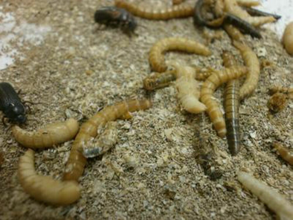 FORPUPPING: Larven går gjennom en forpupping og blir om til en bille. Larvens utviklingstid kan ta alt fra en til fem-seks måneder avhengig av romtemperaturen. FORPUPPING: Larven går gjennom en forpupping og blir om til en bille. Larvens utviklingstid kan ta alt fra en til fem-seks måneder avhengig av romtemperaturen.