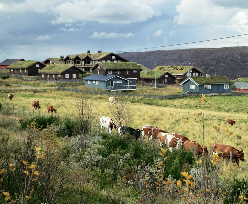GODE NABOER: Stølsdriften er fortsatt levende på Gomobu. GODE NABOER: Stølsdriften er fortsatt levende på Gomobu.