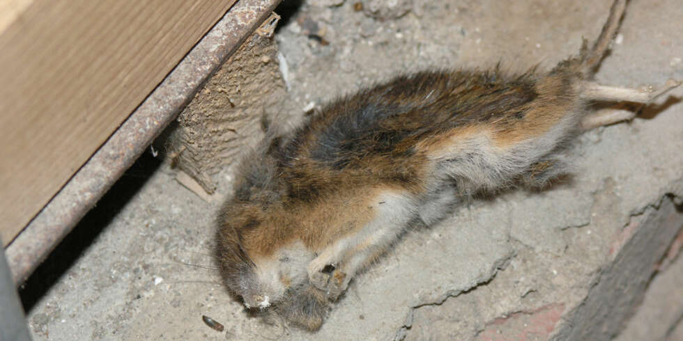 DØD GNAGER: Denne gnageren har ligget død under kjøkkenbenken over en lengre tid, og skal ha gitt fra seg en illeluktende oder. DØD GNAGER: Denne gnageren har ligget død under kjøkkenbenken over en lengre tid, og skal ha gitt fra seg en illeluktende oder.