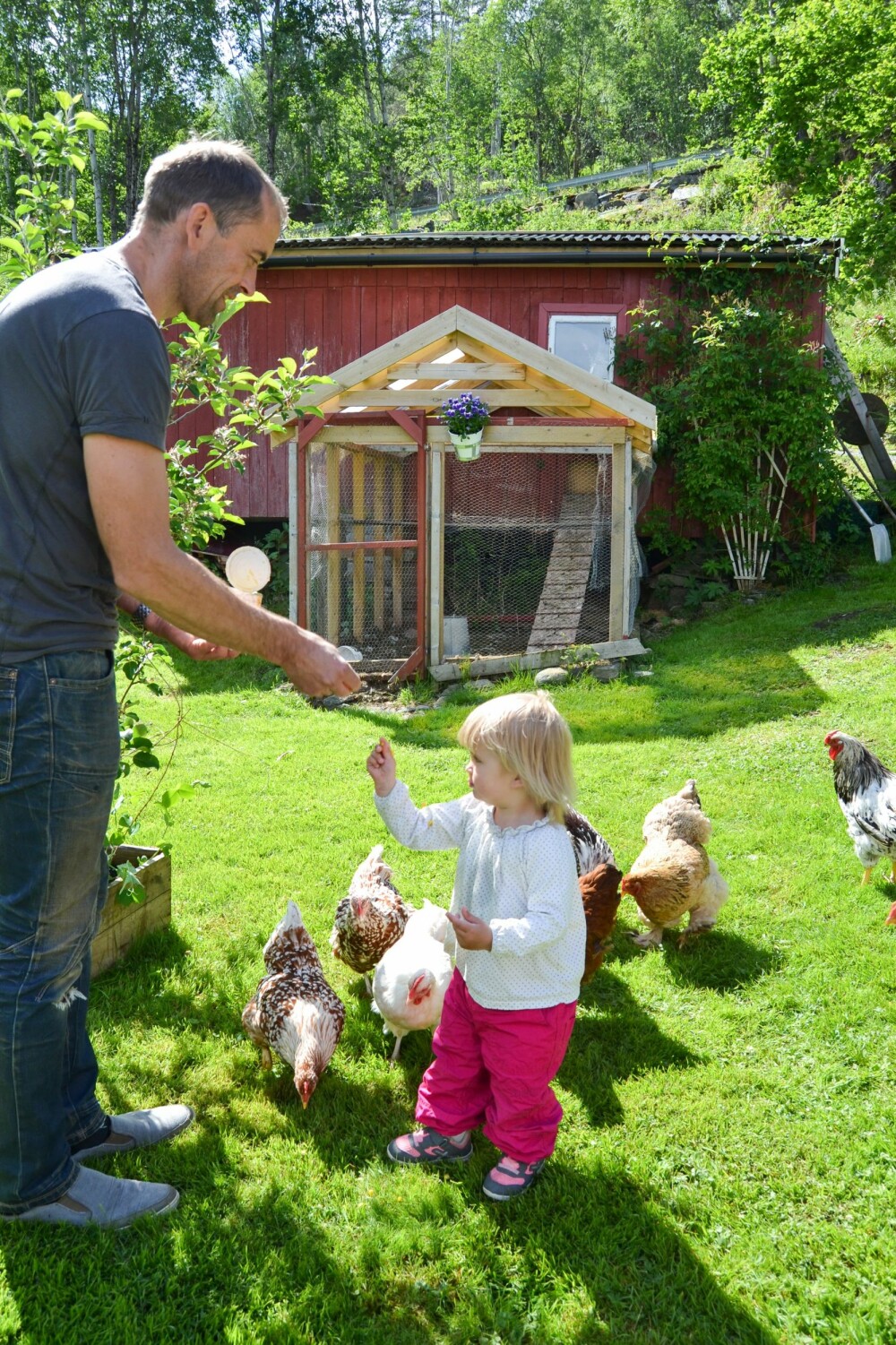 PASSER PÅ: Selma er flink til å mate hønene som spankulerer fritt omkring i hagen. Litt går nok inn i hennes egen munn også. PASSER PÅ: Selma er flink til å mate hønene som spankulerer fritt omkring i hagen. Litt går nok inn i hennes egen munn også.