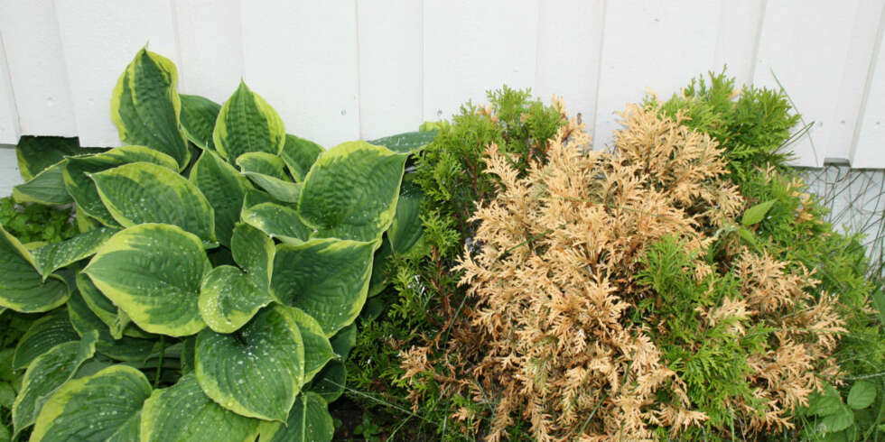 TA VEKK BLOMSTENE: Mange har blomsterbed tett inntil husveggen, men det er ikke lurt. Det kan skape fukt som muren ikke liker og maur og andre skadedyr trives også godt i bedene. TA VEKK BLOMSTENE: Mange har blomsterbed tett inntil husveggen, men det er ikke lurt. Det kan skape fukt som muren ikke liker og maur og andre skadedyr trives også godt i bedene.