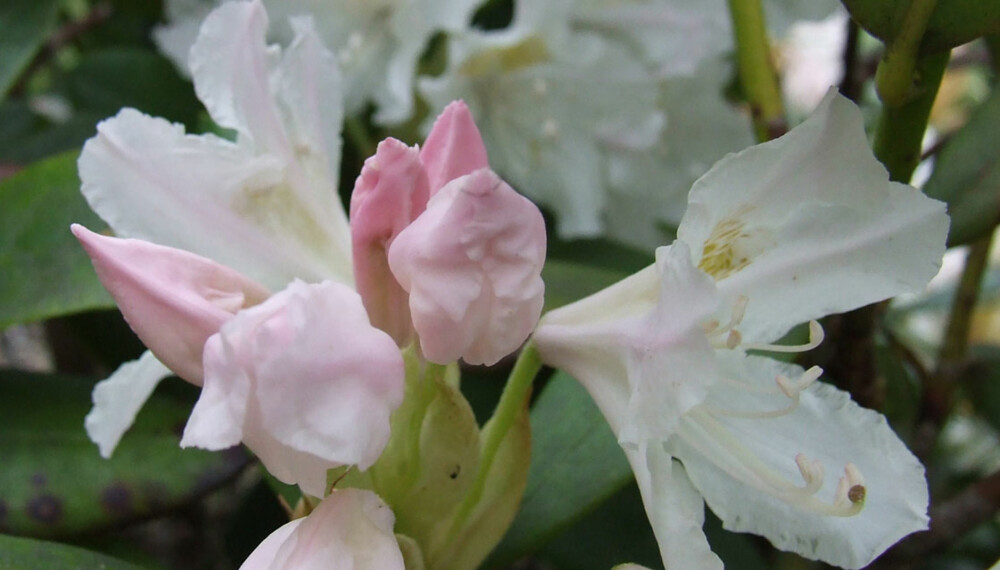 PASS PÅ: Rhododendron trenger mye vann. PASS PÅ: Rhododendron trenger mye vann.