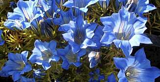 STAUT STAUDE. Gentiana kommer med vakre blå blomster i september. Stauden kan plantes i hagen etter krukketiden. STAUT STAUDE. Gentiana kommer med vakre blå blomster i september. Stauden kan plantes i hagen etter krukketiden.