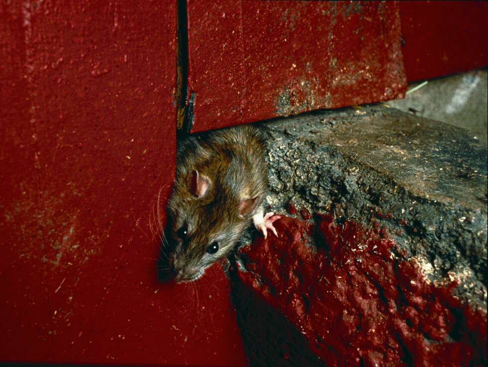 ROTTEHULL: Åpninger og glipper i ytterkledningen er yndede steder for rottene å ta seg inn i en bolig. ROTTEHULL: Åpninger og glipper i ytterkledningen er yndede steder for rottene å ta seg inn i en bolig.