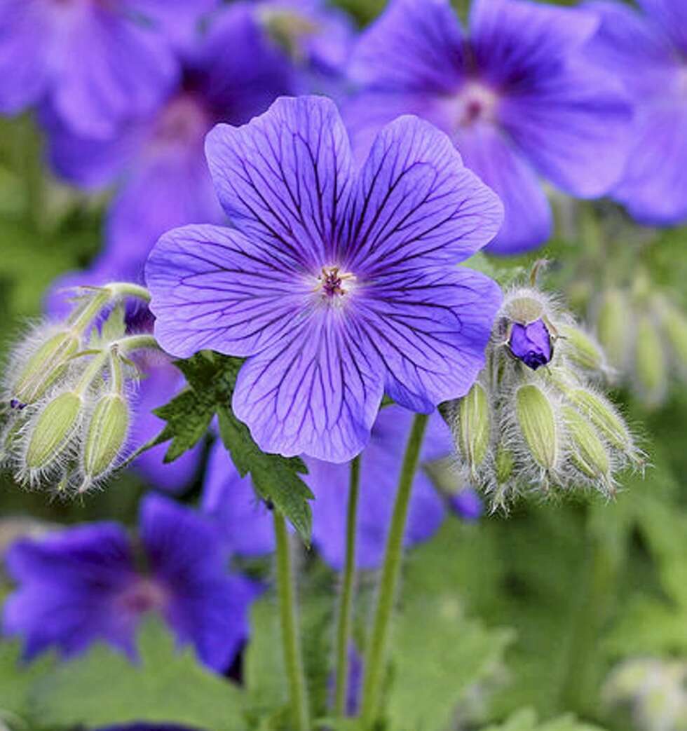 ROSENSTORKNEBB: Brer seg ut i blomsterbedet. ROSENSTORKNEBB: Brer seg ut i blomsterbedet.