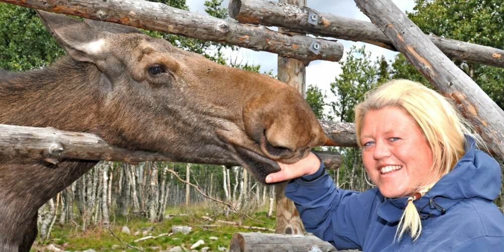 MAMMAS JENTE: Elgkua Svea har fått flere kalver, men blir selv som en liten kalv igjen når Anne Grete kommer. Da vil hun sutte på hånden til «mamma». MAMMAS JENTE: Elgkua Svea har fått flere kalver, men blir selv som en liten kalv igjen når Anne Grete kommer. Da vil hun sutte på hånden til «mamma».