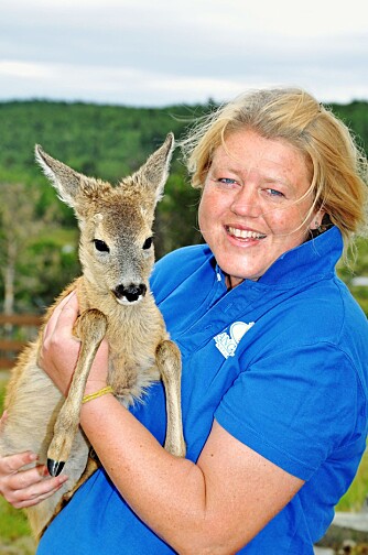 ROGER: Rådyrkalven Roger har fått Anne Grete Lindvik (35) på Langedrag som adoptivmamma. ROGER: Rådyrkalven Roger har fått Anne Grete Lindvik (35) på Langedrag som adoptivmamma.