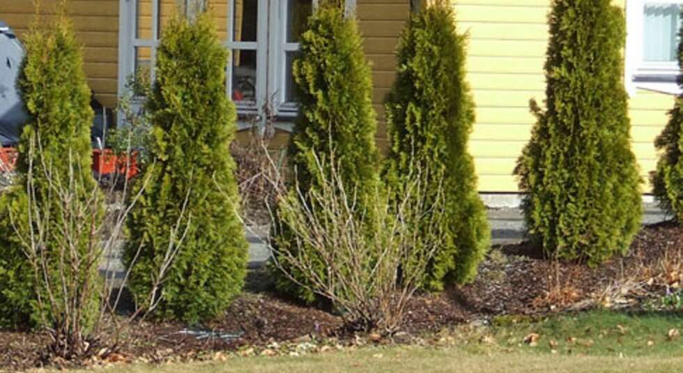 IMPORTPLANTE: Import av planter har tredoblet seg slutten av 90-tallet, mye på grunn av at de utkonkurrerer norske planter på pris. Tuja er en slik importplante. IMPORTPLANTE: Import av planter har tredoblet seg slutten av 90-tallet, mye på grunn av at de utkonkurrerer norske planter på pris. Tuja er en slik importplante.