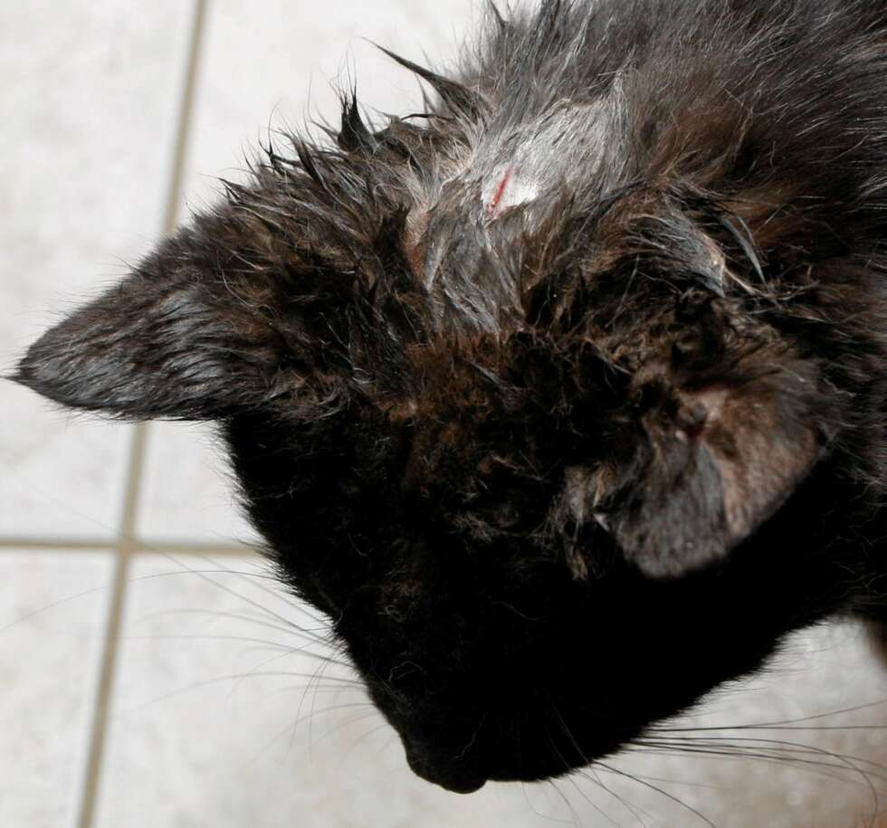 SLÅTT I HODET: Katten Veolia ble i november funnet dumpet i en container sammen med åtte døde katter som var msihandlet til døde. Mirakuløst nok overlevde hun. SLÅTT I HODET: Katten Veolia ble i november funnet dumpet i en container sammen med åtte døde katter som var msihandlet til døde. Mirakuløst nok overlevde hun.