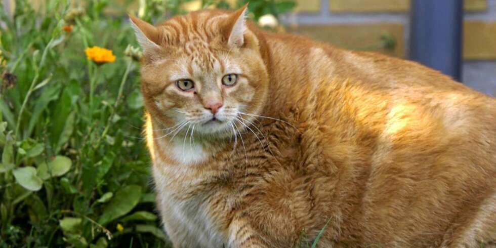 MISHANDLING: Denne katten er med sine 19,7 kilo ekstremt overvektig. Selv om det er barna i en husstand som ønsker seg dyr, blir det fra våren foreldrene som står rettslig ansvarlig for kjæledyrenes velferd, og som kan bli dømt med bøter eller fengsel hvis dyrene ikke behandles på riktig måte. MISHANDLING: Denne katten er med sine 19,7 kilo ekstremt overvektig. Selv om det er barna i en husstand som ønsker seg dyr, blir det fra våren foreldrene som står rettslig ansvarlig for kjæledyrenes velferd, og som kan bli dømt med bøter eller fengsel hvis dyrene ikke behandles på riktig måte.
