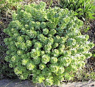 TØRKESPESIALIST: Lokale vekster som rosenrot er tørketålende planter , og de må ikke ha arbeidskrevende vanning i tørre perioder. TØRKESPESIALIST: Lokale vekster som rosenrot er tørketålende planter , og de må ikke ha arbeidskrevende vanning i tørre perioder.