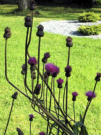 VILLE PLANTER FUNKER: Tord testet ut en rekke ville blomster og stauder, og turt var en av de som klarte sin nye rolle som hageplante best. For at gresset ikke skal bli for frodig gjødsles plenen kun en gang i året. Det er nok, og letter plenklippearbeidet i betydelig grad. VILLE PLANTER FUNKER: Tord testet ut en rekke ville blomster og stauder, og turt var en av de som klarte sin nye rolle som hageplante best. For at gresset ikke skal bli for frodig gjødsles plenen kun en gang i året. Det er nok, og letter plenklippearbeidet i betydelig grad.
