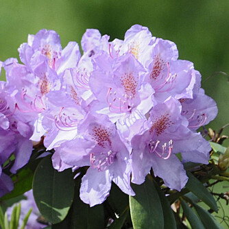 Flotte farger: Rhododendron finnes i mange flotte farger. Flotte farger: Rhododendron finnes i mange flotte farger.