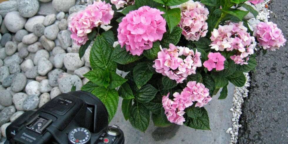 AUGUSTHAGEN: - Ta bilde av de blomsterarrangementene du synes ble bra i årets hage, så har du noe å gå etter til neste år, er rådet fra ekspertene. AUGUSTHAGEN: - Ta bilde av de blomsterarrangementene du synes ble bra i årets hage, så har du noe å gå etter til neste år, er rådet fra ekspertene.