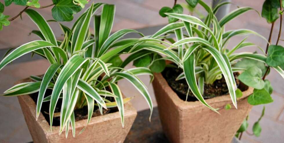 GI LYS: Noen planter, som de med lyse farger i bladene, bør plasseres så nært et vindu som m som som mulig. Planter som står i dårlig lys, begynner å lene seg mot lyskilden. GI LYS: Noen planter, som de med lyse farger i bladene, bør plasseres så nært et vindu som m som som mulig. Planter som står i dårlig lys, begynner å lene seg mot lyskilden.