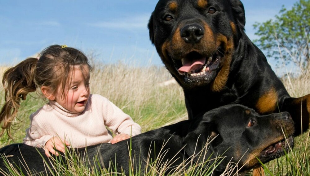 HUNDEBITT: Ikke la barnet strekke ut hånden mot hunden, men be barnet sette seg ned på huk og la hunden komme til barnet, råder hundeeksperter. HUNDEBITT: Ikke la barnet strekke ut hånden mot hunden, men be barnet sette seg ned på huk og la hunden komme til barnet, råder hundeeksperter.