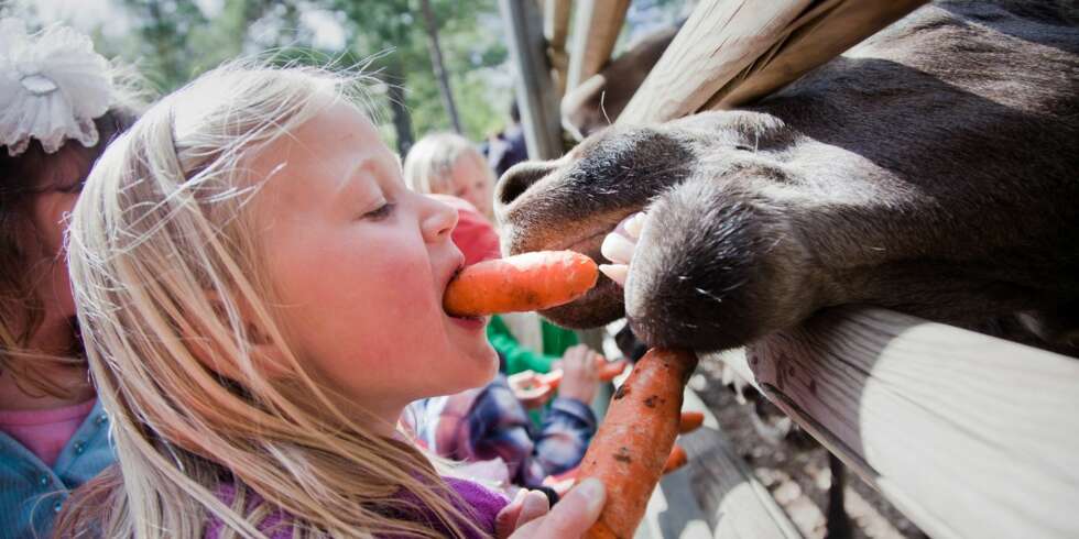TETT PÅ: I Bjørneparken vil barna kunne få klappe blant annet elg. TETT PÅ: I Bjørneparken vil barna kunne få klappe blant annet elg.