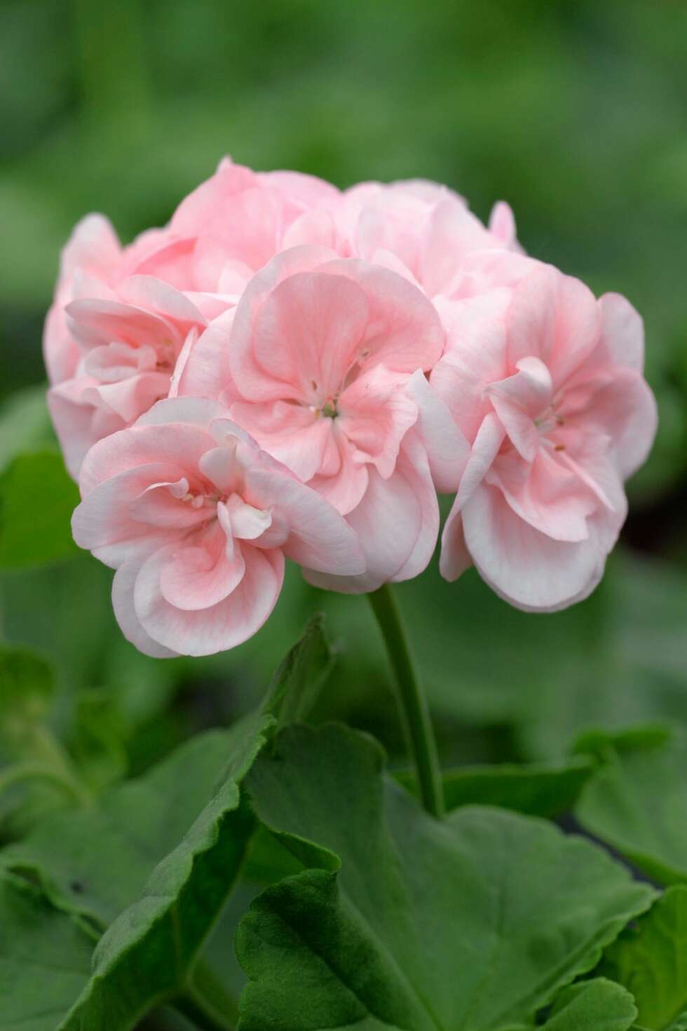 POPULÆR: Pelargonia er en blomst som selger, og det er ikke så rart. Den trives godt i solen. POPULÆR: Pelargonia er en blomst som selger, og det er ikke så rart. Den trives godt i solen.