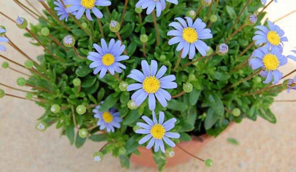 FELICIA: En sommerblomst som liker sol og setter farge på bedene. FELICIA: En sommerblomst som liker sol og setter farge på bedene.