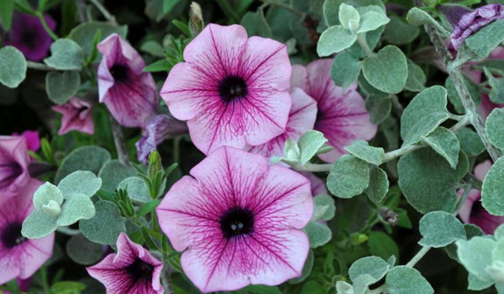 FRODIG BLOMST: Under gode solforhold er superpetunia rik på blomster. FRODIG BLOMST: Under gode solforhold er superpetunia rik på blomster.