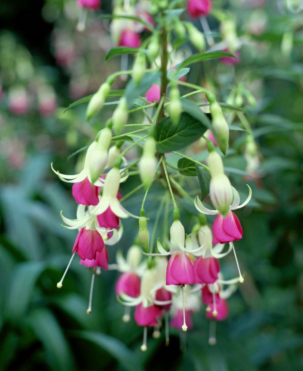 TÅLER SKYGGE: Fuchsia lever godt på skyggefulle plasser. TÅLER SKYGGE: Fuchsia lever godt på skyggefulle plasser.