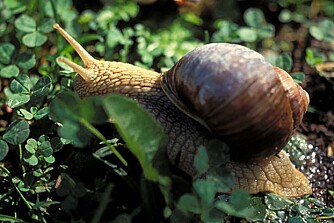 DELIKATESSE: Vinbergsneglen (Helix pomatia) regnes som en delikatesse i Frankrike, og forekommer nå også i norske hager. DELIKATESSE: Vinbergsneglen (Helix pomatia) regnes som en delikatesse i Frankrike, og forekommer nå også i norske hager.