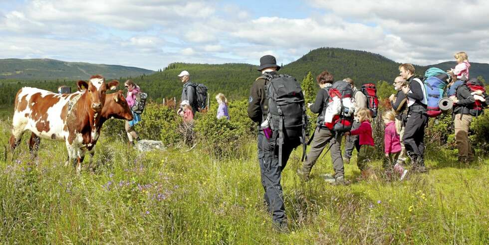 BARNA KLAPPER KUENE: Se, så søte! Møtet med kuene er et høydepunkt på turen. BARNA KLAPPER KUENE: Se, så søte! Møtet med kuene er et høydepunkt på turen.