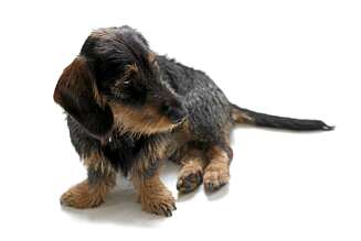 HUND: En trofast venn som krever mye. HUND: En trofast venn som krever mye.