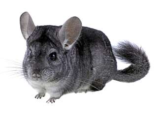 CHINCHILLA: Veldig kjapp og vanskelig å håndtere for små barn. CHINCHILLA: Veldig kjapp og vanskelig å håndtere for små barn.