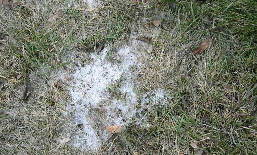 SNØMUGG: Når snøen har trukket seg tilbake, kan det noen steder bli liggende igjen hvite flekker av snømugg. Vanligvis tørker det inn og forsvinner av seg selv. Alternativ kan man spraye med jernvitrol, som dreper muggsoppen. SNØMUGG: Når snøen har trukket seg tilbake, kan det noen steder bli liggende igjen hvite flekker av snømugg. Vanligvis tørker det inn og forsvinner av seg selv. Alternativ kan man spraye med jernvitrol, som dreper muggsoppen.