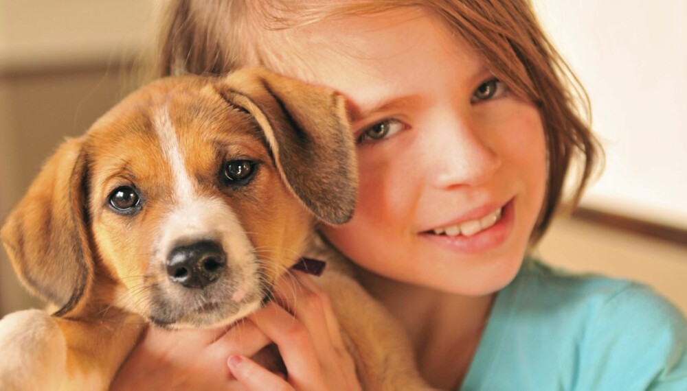 BEST MED HUND: En familiehund kan være et godt tilskudd til familien, men i følge eksperter er norske familier for dårlige til å velge rett hunderase. BEST MED HUND: En familiehund kan være et godt tilskudd til familien, men i følge eksperter er norske familier for dårlige til å velge rett hunderase.