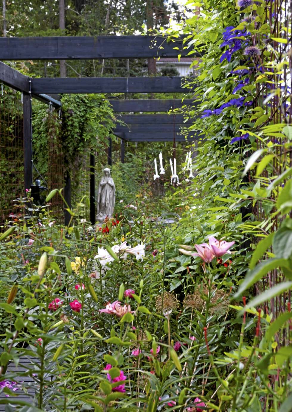 BLOMSTERPRAKT. Den største utfordringen for hagen er rådyrene. Derfor er mange av blomstene inne i en pergola kledd med armeringsjern. BLOMSTERPRAKT. Den største utfordringen for hagen er rådyrene. Derfor er mange av blomstene inne i en pergola kledd med armeringsjern.