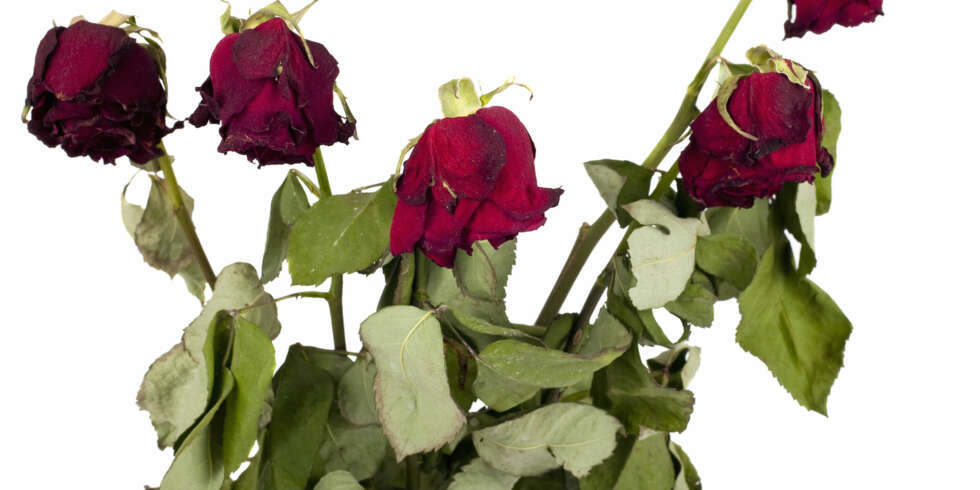 UTSETT DETTE: Følger du disse enkle tipsene unngår du at snittblomstene etter kort tid ser slik ut. UTSETT DETTE: Følger du disse enkle tipsene unngår du at snittblomstene etter kort tid ser slik ut.