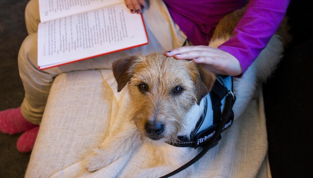 GOD STØTTE: Lesehunder gir barn bedre selvtillit og leseforståelse. Hunden Lillegutt er en god støtte når man skal lese høyt. GOD STØTTE: Lesehunder gir barn bedre selvtillit og leseforståelse. Hunden Lillegutt er en god støtte når man skal lese høyt.