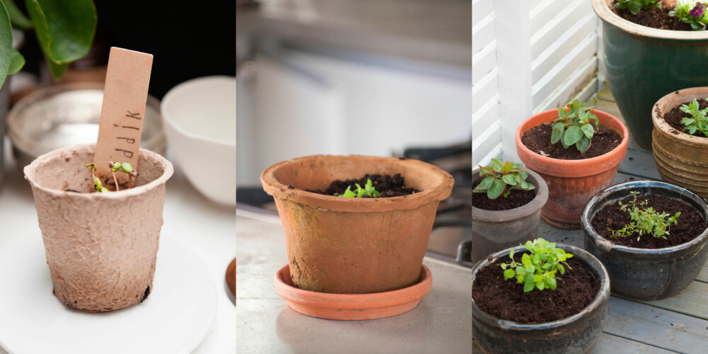 GRØNT OG FINT: Etter noen dager begynner frøene å spire. Plant spirene over i større potter inne før de kan settes ut. GRØNT OG FINT: Etter noen dager begynner frøene å spire. Plant spirene over i større potter inne før de kan settes ut.
