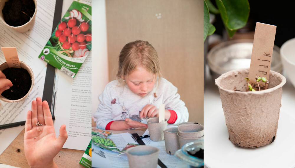 SOMMER KOMMER: Sår du frø nå, kan du plante dem ut så fort nattefrosten er borte. SOMMER KOMMER: Sår du frø nå, kan du plante dem ut så fort nattefrosten er borte.