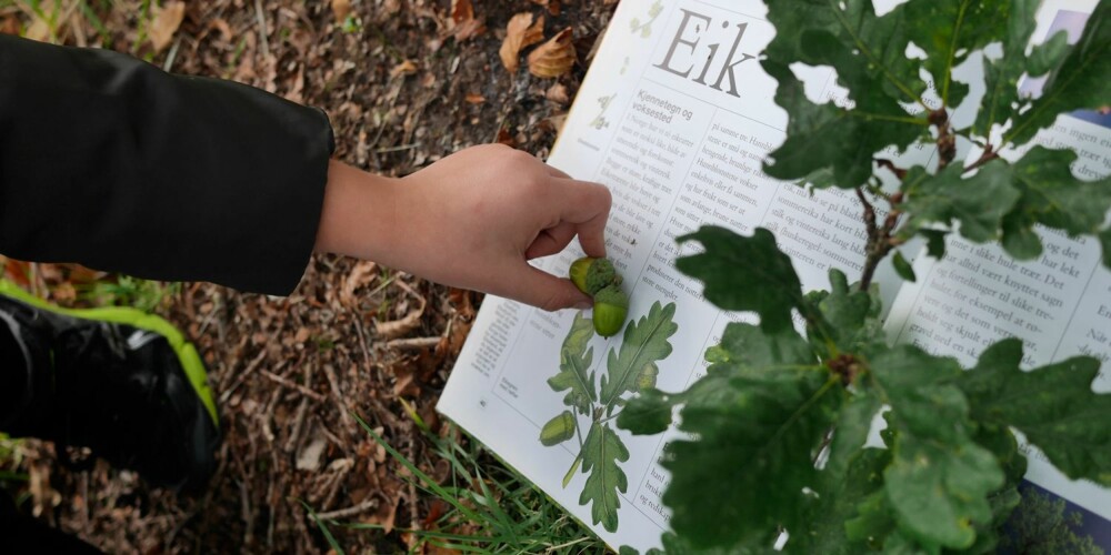 EIK: Lett å kjenne igjen, både på blader og nøtter. Og så er den så fin! EIK: Lett å kjenne igjen, både på blader og nøtter. Og så er den så fin!