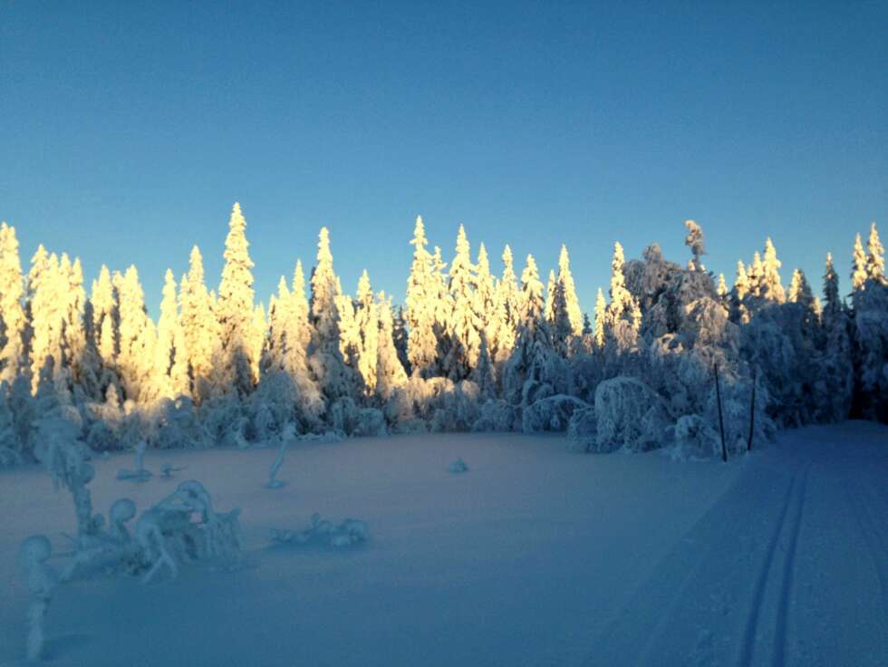 MORGENSOL I SKOGEN: Det er slike syn jeg vil at barna skal like. Svaret får jeg om kanskje 15 år. MORGENSOL I SKOGEN: Det er slike syn jeg vil at barna skal like. Svaret får jeg om kanskje 15 år.