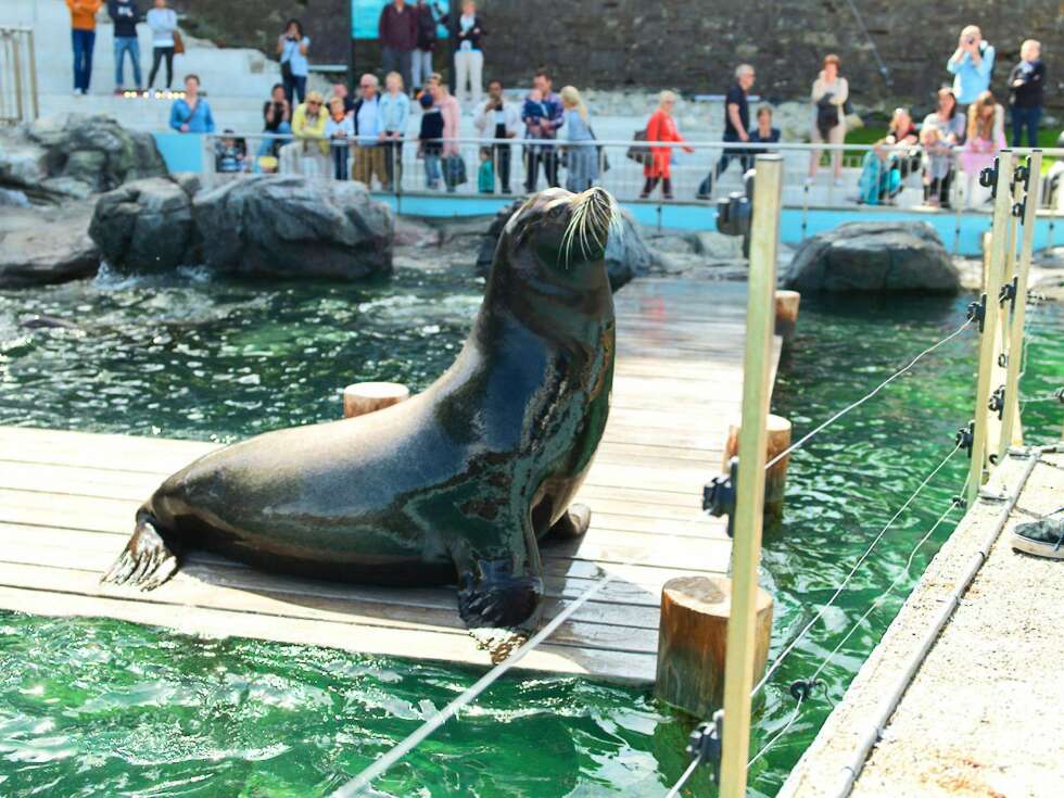 HAVETS LØVE: Denne kan dere møte i Akvariet i Bergen. HAVETS LØVE: Denne kan dere møte i Akvariet i Bergen.