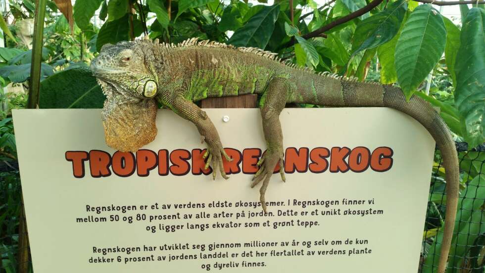 REGNSKOG: Den lille dyrehage i Gjerstad har en tropisk regnskog for den som gjerne skulle vært i sydligere strøk. REGNSKOG: Den lille dyrehage i Gjerstad har en tropisk regnskog for den som gjerne skulle vært i sydligere strøk.
