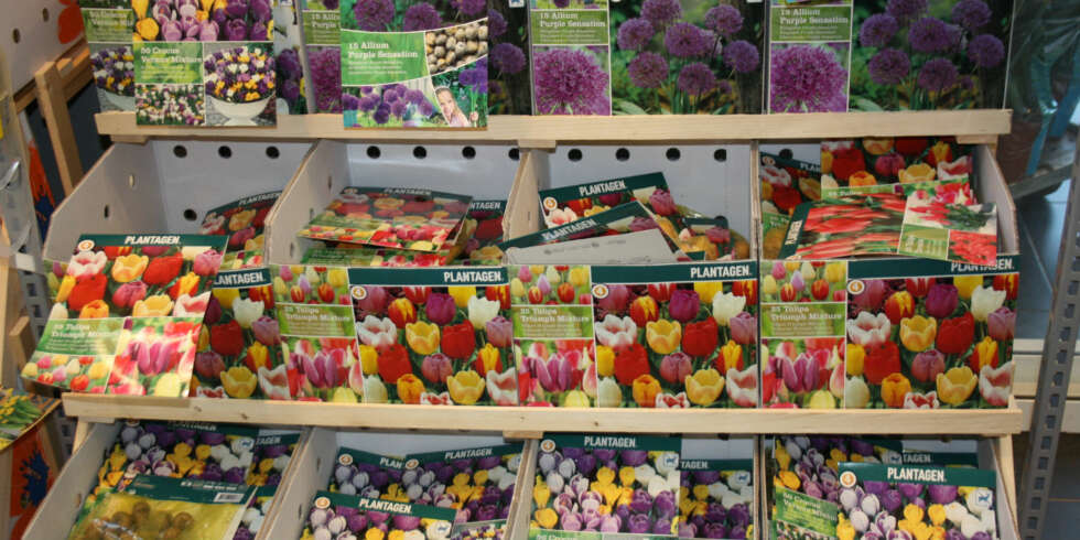 ULIKE TYPER: Hvis du planter flere forskjellige blomsterløk med ulik blomstringstid, så kan du sikre deg vakker blomstring i mange måneder. Se bak på pakken for å se når blomstringen er. ULIKE TYPER: Hvis du planter flere forskjellige blomsterløk med ulik blomstringstid, så kan du sikre deg vakker blomstring i mange måneder. Se bak på pakken for å se når blomstringen er.