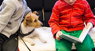 LETTERE MED HUND: Med en hund til stede synes mange barn det blir lettere å lese høyt. LETTERE MED HUND: Med en hund til stede synes mange barn det blir lettere å lese høyt.
