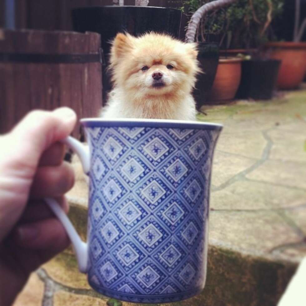 #doginamug på Instagram #doginamug på Instagram