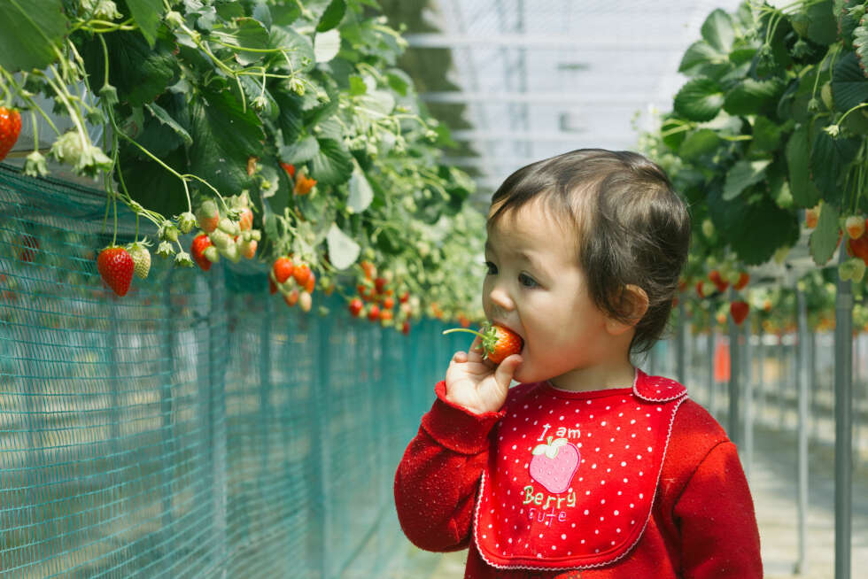 ØKOLOGISKE BABYKLÆR OG UTSTYR: Ta med barnet ditt på en gård eller et lokalt marked, og spise sesongens produkter. Økologisk landbruk skal være uten kunstgjødsel og plantevernmidler. ØKOLOGISKE BABYKLÆR OG UTSTYR: Ta med barnet ditt på en gård eller et lokalt marked, og spise sesongens produkter. Økologisk landbruk skal være uten kunstgjødsel og plantevernmidler.