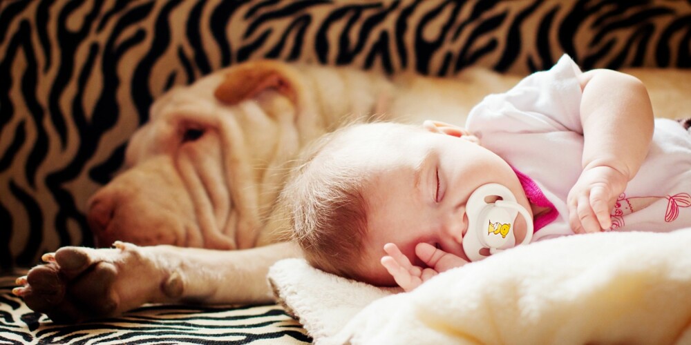 SLIK TAR DU BABYBILDER: Har dere hund? Da bør dere sikre noen gode bilder med både baby og hund. PS: Pass på at hundekurven er ren! SLIK TAR DU BABYBILDER: Har dere hund? Da bør dere sikre noen gode bilder med både baby og hund. PS: Pass på at hundekurven er ren!
