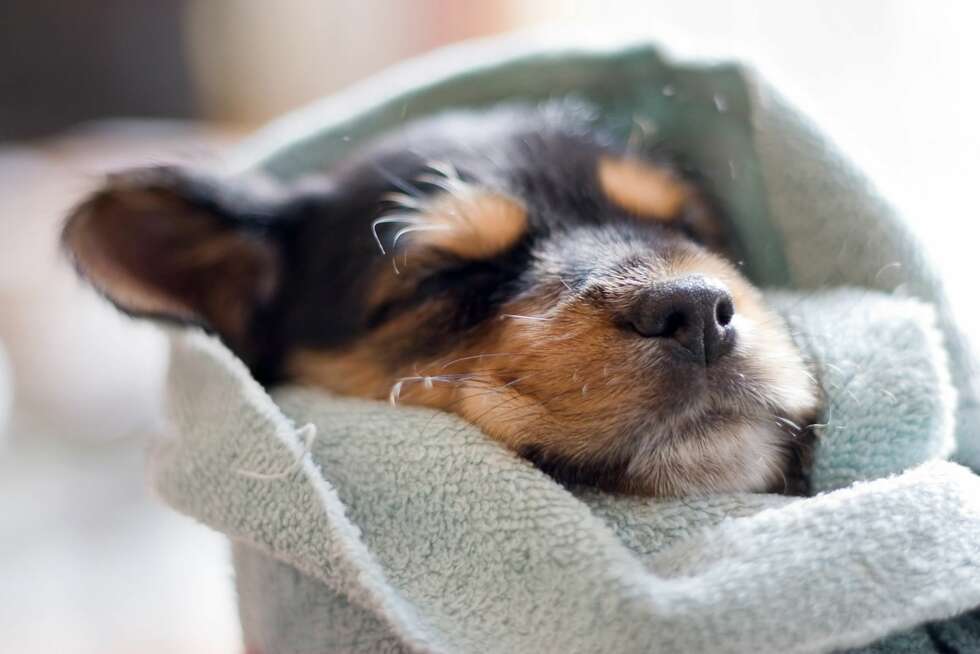 UNNGÅ SYK HUND: Det er mulig å forebygge at hunden din blir syk. UNNGÅ SYK HUND: Det er mulig å forebygge at hunden din blir syk.