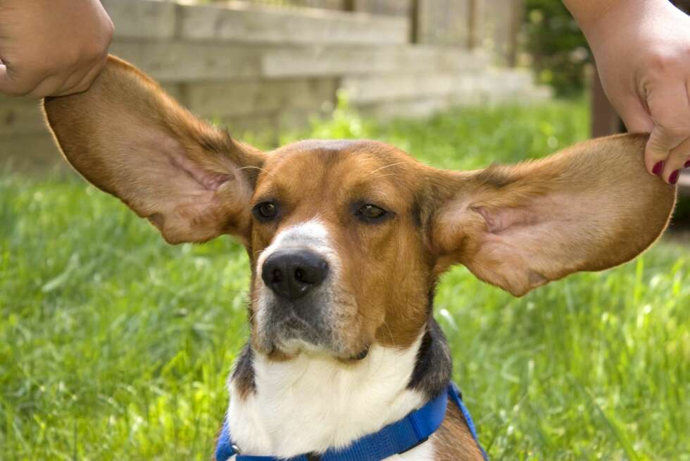 NØYE: Jevnlig sjekk av ørene til hunden din er til god nytte. NØYE: Jevnlig sjekk av ørene til hunden din er til god nytte.