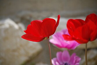 Anemone i vase: Ikke alle anemoner kan overvintre hos oss, men man kan få kjøpt dem som avskårne blomster. Anemone i vase: Ikke alle anemoner kan overvintre hos oss, men man kan få kjøpt dem som avskårne blomster.